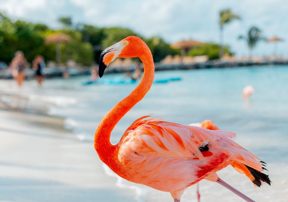 Error fare: Aruba peak summer 2022 for £319 Return from UK